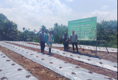 Dorong Ketahanan Pangan, BUMDes Maju Bersama Kembangkan Budidaya Cabai