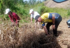 Ini Tujuan Wabup Benteng   Bersihkan Rumput di Kantor OPD