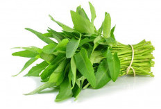 Kangkung, Sayur Sederhana yang Diam-Diam Menjaga Keseimbangan Tubuh