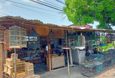 Depot Rumah Serangga, Menjual Beragam Burung, di Sini Lokasinya