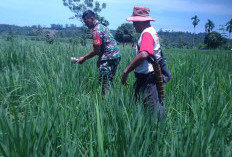 Babinsa Serbu Sawah Warga, Ini yang Dilakukan