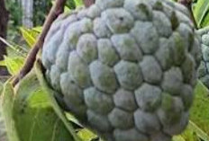 Baik Untuk Mata, Ini Manfaat Buah Sirkaya untuk Kesehatan 