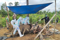 Kemenhut Investigasi Kematian Dua Gajah Sumatera di Mukomuko, Gading Ditemukan Utuh