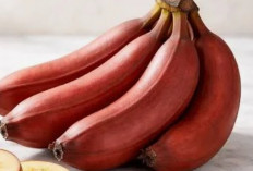 Bukan Sekadar Buah Biasa! Pisang Merah Jadi Andalan Diet Sehat,Ini  Penjelasannya 