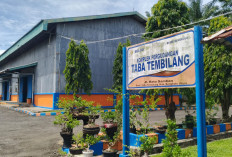 Mulai Juni 2025, Bulog BU Serap Jagung Pipil