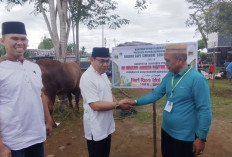 Satu Kurban Presiden di Bengkulu Utara, Diserahkan ke Masjid Ini