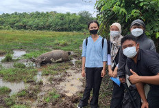 Ternak Warga Mati Mendadak, Segini Jumlahnya