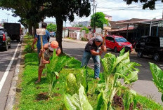 Percantik Wajah Kota, Pemkot Tata Ulang Median Jalan Hibrida