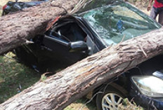 Dua Mobil Hancur Ditimpa Pohon Tumbang, Segini Jumlah Kerugiannya