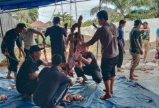 Wujudkan Kepedulian Sosial Lewat Berbagi, Kejari Mukomuko Laksanakan Kurban Idul Adha