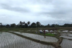 Harap Kenaikan Harga Dimasa Panen, Segini Harga Gabah di Bengkulu Utara Saat Ini 