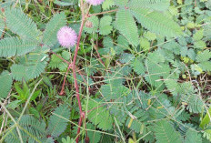 Daun Putri Malu Dapat Mengatasi Tekanan Darah Tinggi dan Ambien, Begini Resepnya