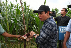 Wali Kota Bengkulu Gerakkan Tanam Buah, Terinspirasi dari Kota Nanning di Cina  