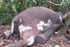 Gajah Sumatera Makin Terancam, BKSDA Lakukan Ini