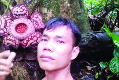 Rafflesia Langka Mekar di Rejang Lebong, Ini Jenisnya