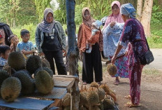 Durian Kedurang Mulai Membanjiri Pasar, Pembeli dari Luar Berdatangan, Harganya Rp 30 ribu-50 Ribu per Buah