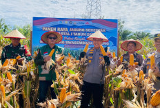Wujudkan Mimpi Swasembada Pangan,   Polres Kaur Rayakan Panen Raya Jagung
