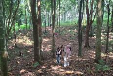  Kades Duku Ulu Dorong   Pemanfaatan Hutan Kota