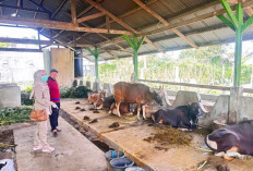  Distankan Rejang Lebong Pastikan   Hewan Kurban Sehat, Ini yang Dilakukannya