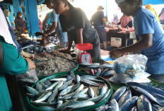 Produksi Ikan di Mukomuko Ditarget Naik Segini 