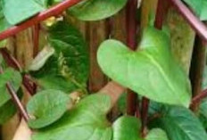 Benarkah Daun Binahong Bisa Menjaga Vitalitas Pria? Ini Faktanya