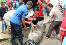 Babi Hutan Masuk Rumah, Ini yang Dilakukan Petugas Damkar Kota Bengkulu 