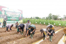 Dukung Swasembada Pangan 2025, Kota Bengkulu Ikut Sukseskan Program 1 Juta Hektare Jagung