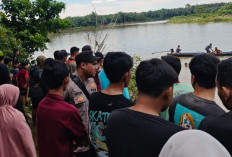 Tragedi Sungai Manjunto Mukomuko, Lansia Pencari Lokan Diterkam Buaya, Proses Pencarian Masih Berlangsung