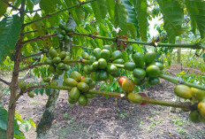 Petani Harapkan Harga Kopi Selalu Stabil, Harga Kopi di Kabupaten Kepahiang Capai Rp 70 Ribu Perkilogram