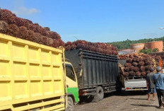  PKS di Mukomuko Tetap   Terima Sawit Petani 