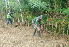 Anggota Satgas TMMD Ke-124 Kodim 040/BS  Bantu Warga Bersihkan Kebun Pinang