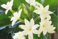  Cantik, dan Segar , 5 Tanaman Hias Dengan Aroma Harum Cocok Untuk  di Ruangan 