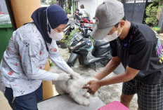 Gencarkan Vaksinasi Hewan Peliharaan, Perkuat Pencegahan Penyakit Rabies