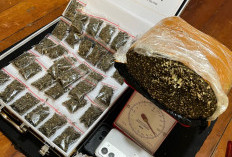 3 Tersangka, 34 Paket Ganja   Diamankan Dalam 12 Jam