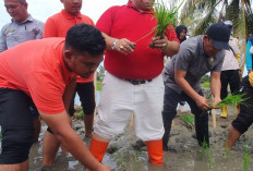 Targetkan BS Kembali   Jadi Lumbung Pangan,  Rifai Tanam Benih Ini
