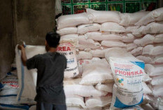   Harga Pupuk Urea  di Rejang Lebong Rp1.800/kg    