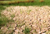  Kekeringan, Sawah di Lebong Tak Bisa Ditanami