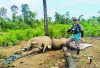 Tim Gabungan Selidiki Kematian 2 Gajah di Mukomuko 
