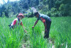 Terjun ke Masyarakat, Babinsa Koramil 408-05/Manna Dampingi Petani Pantau Tanaman Padi