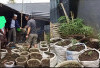 Miliki Ratusan Batang Ganja, Residivis Kembali Diamankan