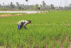 Realisasi Bantuan Benih Tinggi, Buka Usulan Tambahan untuk Petani