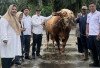 Sapi Mukomuko Dipilih Jadi Kurban Presiden, Bobot Tembus 1,1 Ton