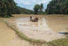 Musim Hujang Tiba, Ratusan Hektar Sawah di BS Mulai Digarap, Ini Himbauan Kadis Distan