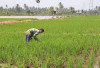 Lahan Sawah di Kota Bengkulu Bakal Diperluas hingga 1.165 Hektare