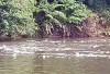 Buaya Sering Menampakkan Diri,  Warga Sungai Rumbai Mukomuko Diminta Waspada 