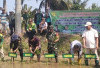 Danpos Koramil 408-05/Manna Dukung Gerakan Tanam Padi Serentak, Perkuat Ketahanan Pangan