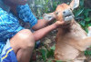 Anak Sapi Dimangsa Harimau,  Pemilik Ternak Melihat Langsung Kejadian Ternaknya Dimangsa