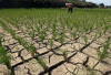 Puluhan Hektare Sawah di Benteng Kekeringan, Distan Usulkan Ini