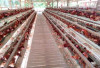 Usaha Peternakan Ayam Petelur 2 Ribu Ekor, Hasilkan 54 Karpet per Hari