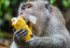 Lahan Jagung Diserbu Monyet, Petani di Mukomuko Rugi Segini